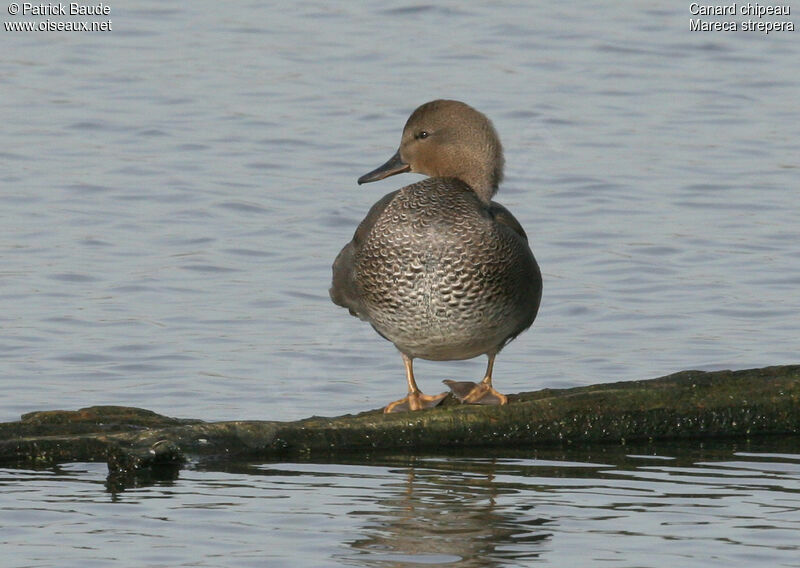 Gadwall male adult