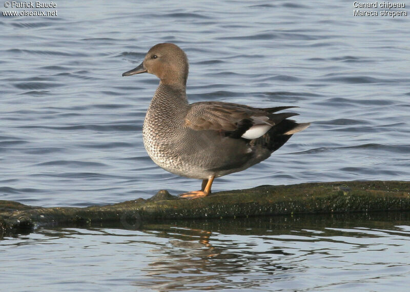 Canard chipeau mâle adulte