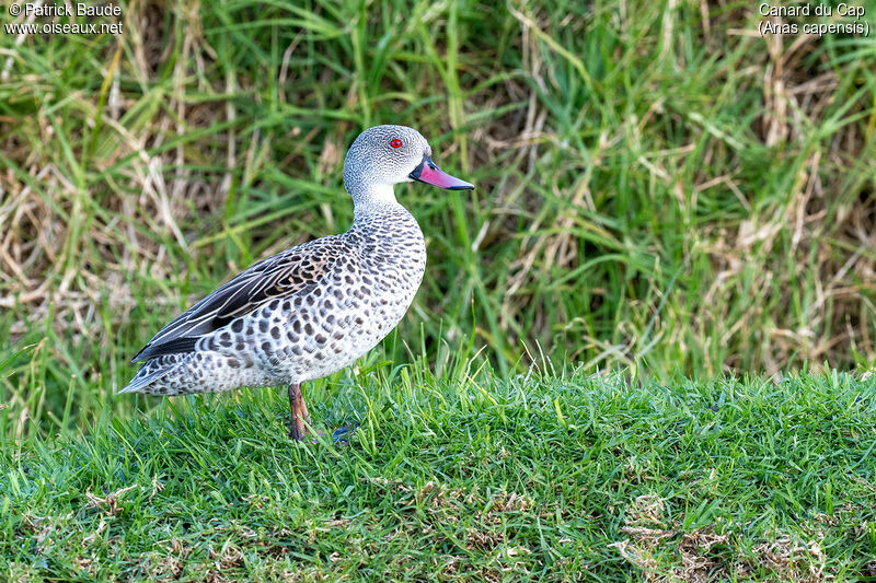 Canard du Capadulte