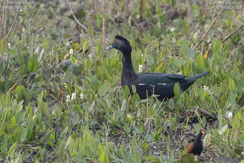 Canard musqué mâle adulte