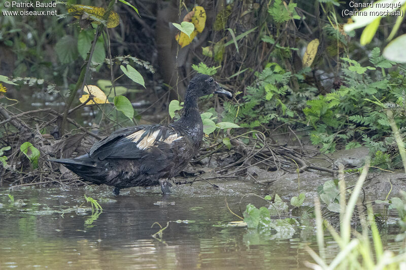 Canard musqué femelle adulte