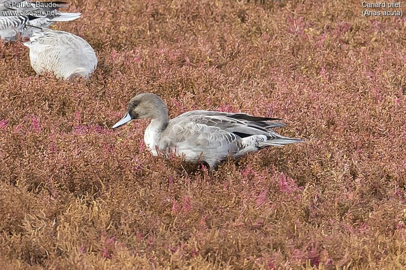 Northern Pintail female, identification