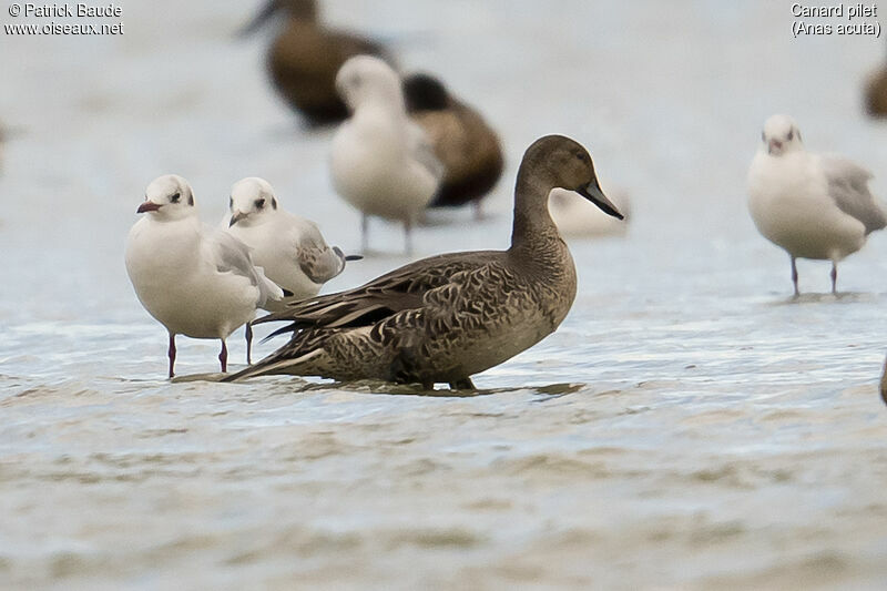 Canard pilet mâle, identification