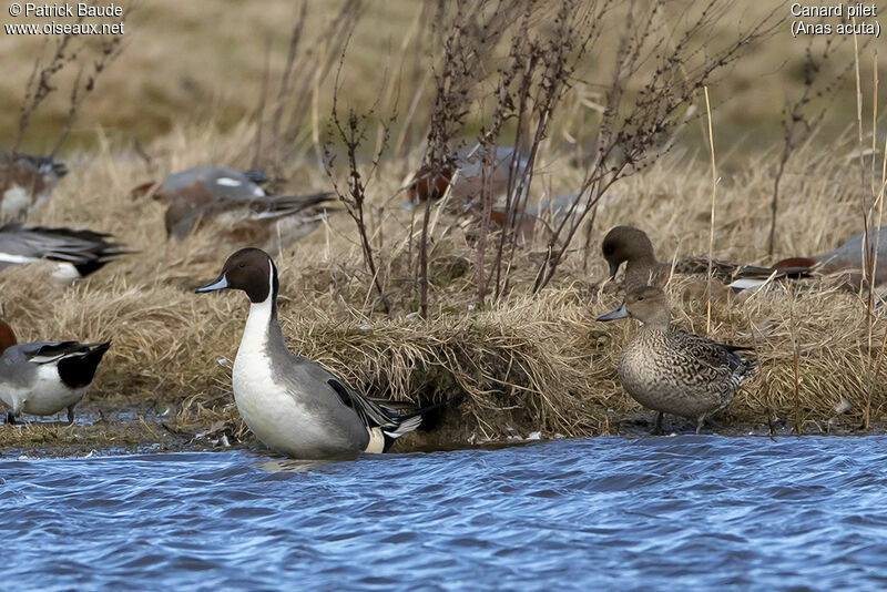 Northern Pintailadult breeding