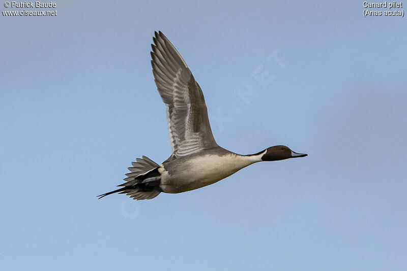 Canard pilet mâle adulte, Vol