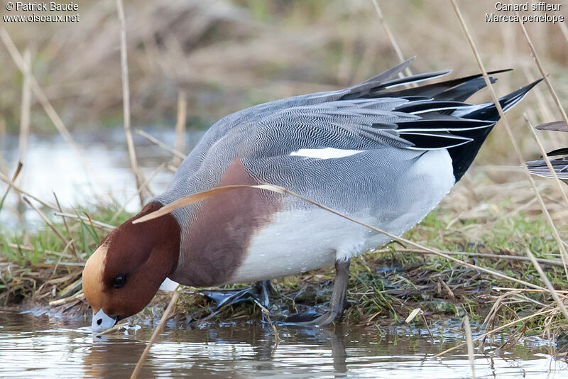 Canard siffleur mâle adulte, identification