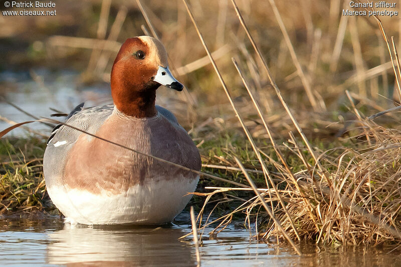 Eurasian Wigeon male adult, identification