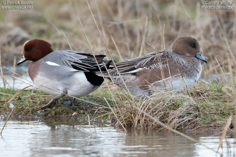 Canard siffleur adulte, identification