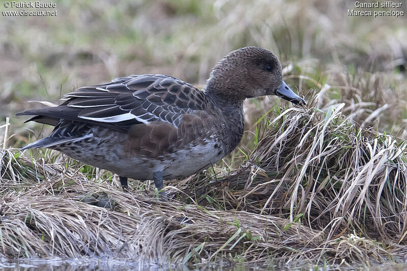 Canard siffleur femelle adulte, identification