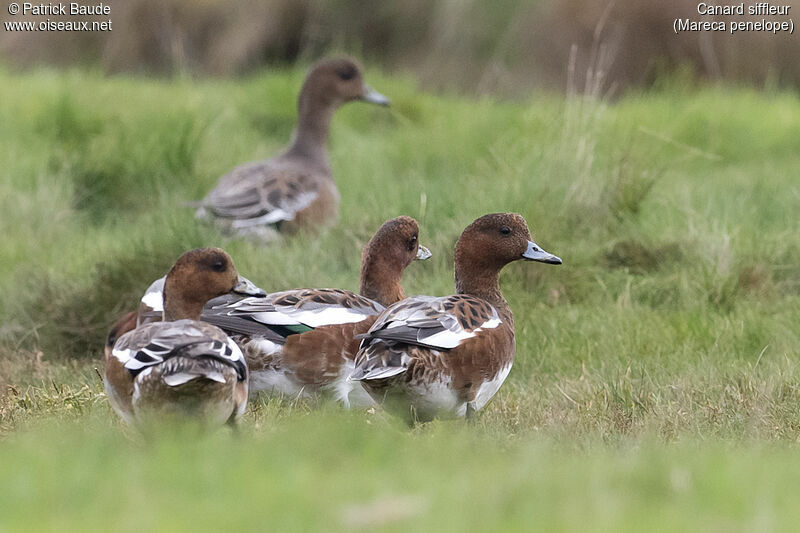 Canard siffleur, identification