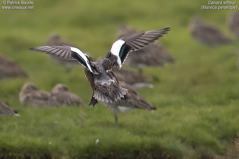 Canard siffleur, Vol