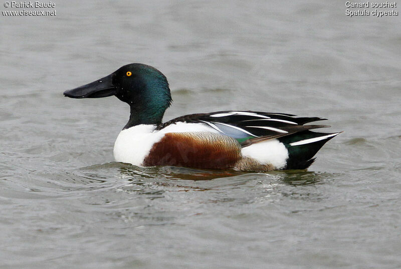 Canard souchet mâle adulte nuptial, identification