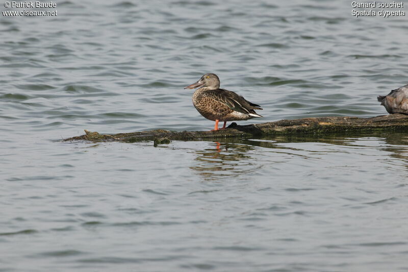 Canard souchet mâle adulte internuptial, identification