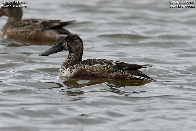 Northern Shoveler male adult post breeding, identification