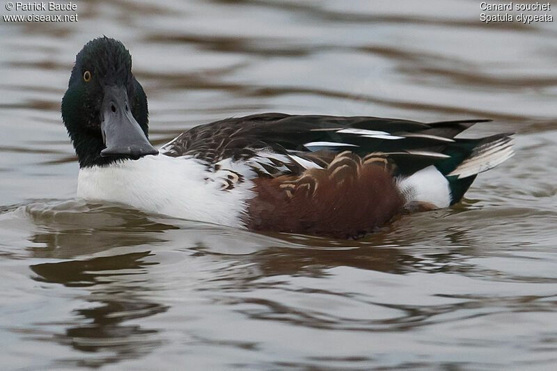 Canard souchet mâle adulte, identification