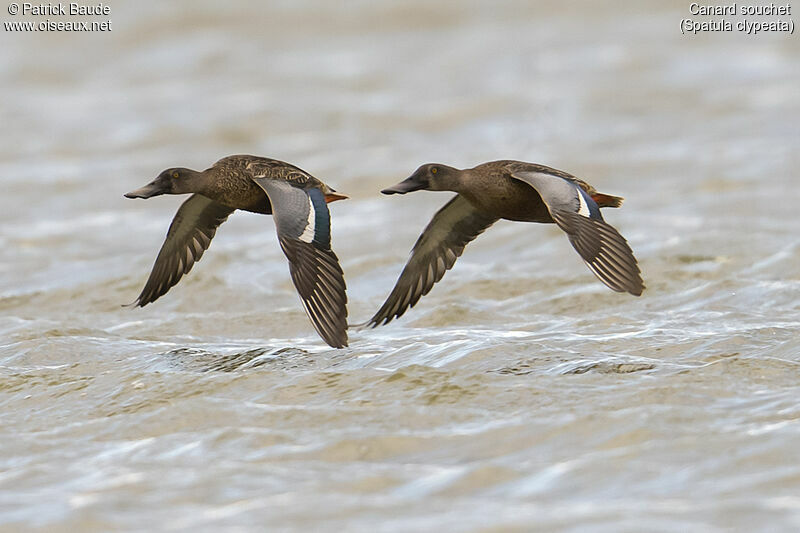 Northern Shovelerjuvenile, Flight