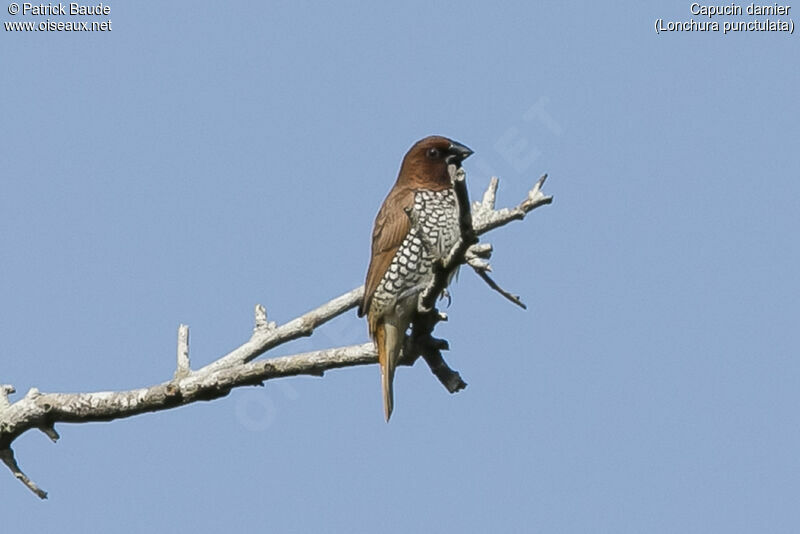 Scaly-breasted Muniaadult, identification