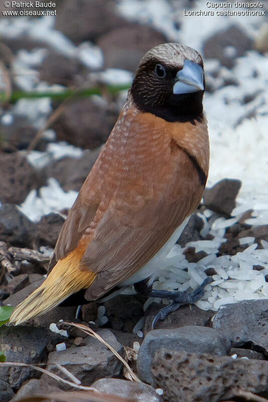 Capucin donacole mâle adulte, identification