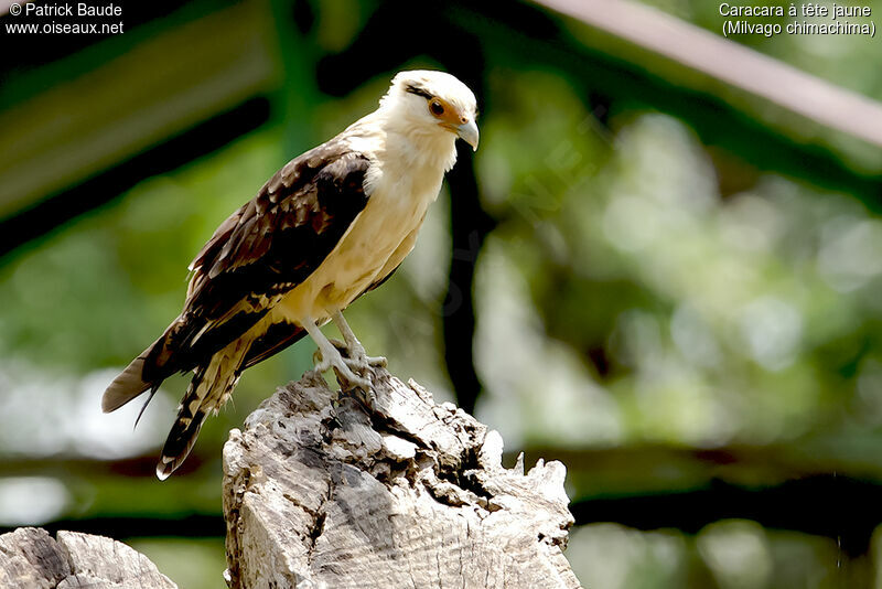 Yellow-headed Caracara male adult, identification