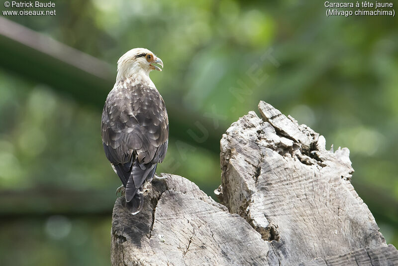 Caracara à tête jaune mâle adulte, identification