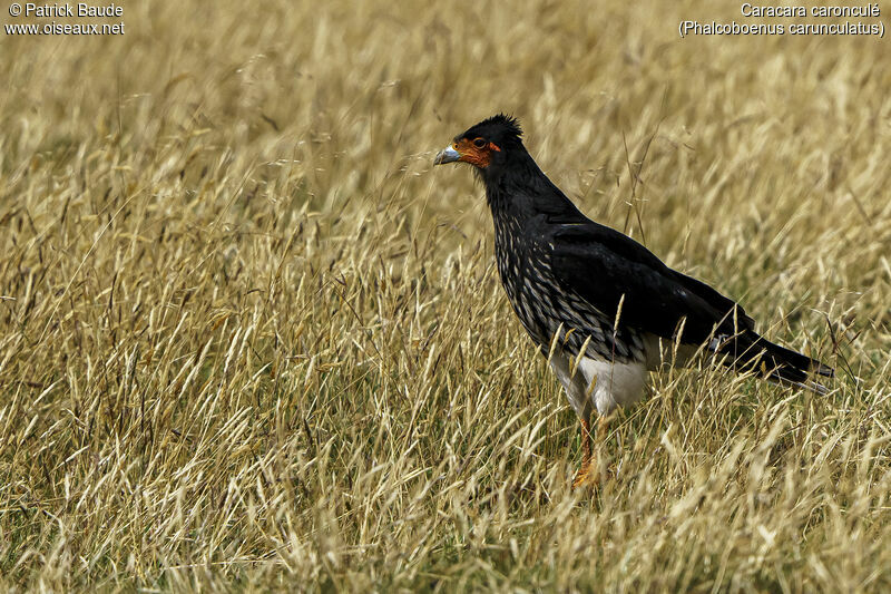 Caracara caronculéadulte