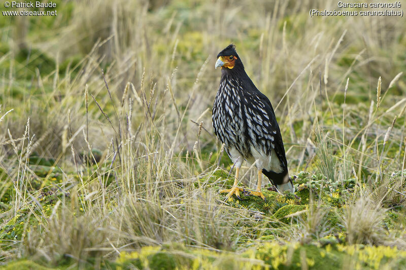 Carunculated Caracaraadult