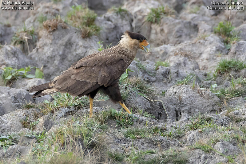 Caracara huppéadulte