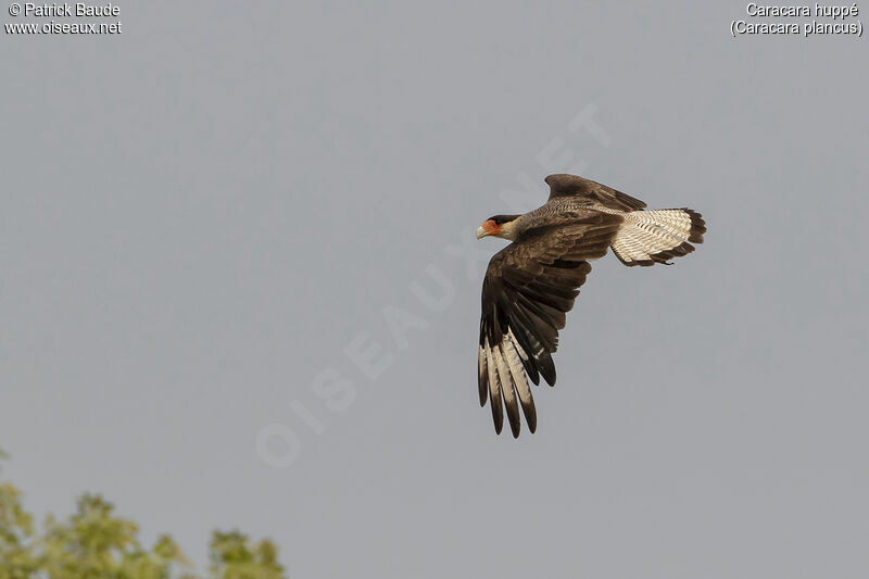 Caracara huppé