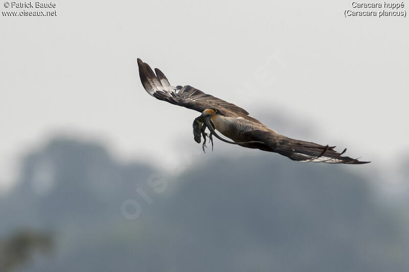 Crested Caracaraadult