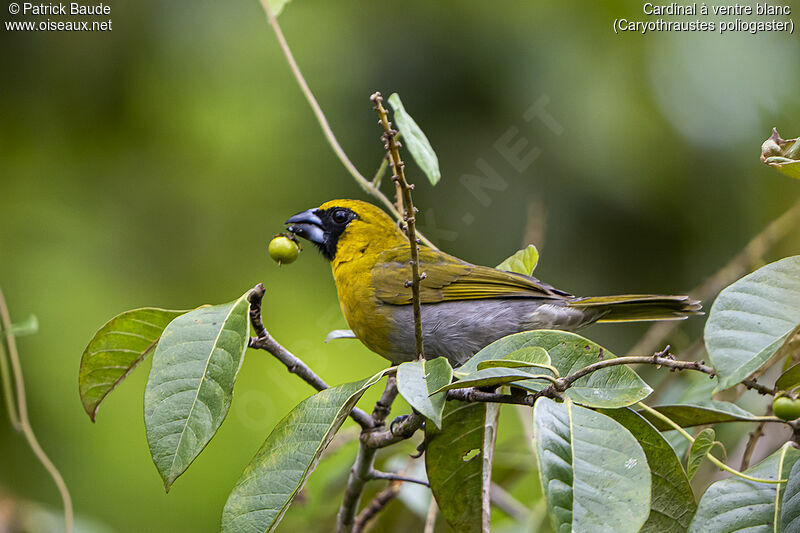 Black-faced Grosbeakadult