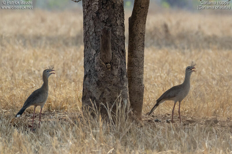 Cariama huppéadulte