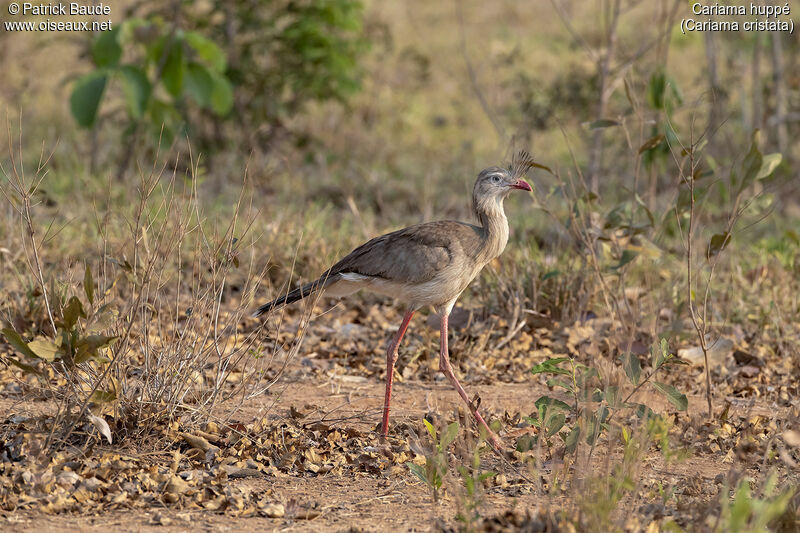 Red-legged Seriemaadult