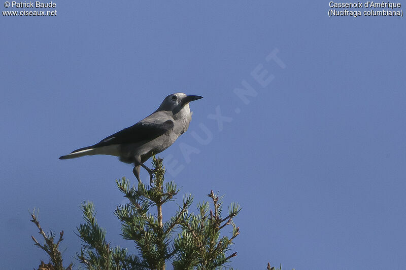 Clark's Nutcracker