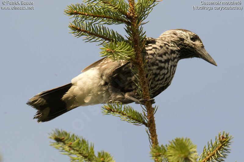 Spotted Nutcrackeradult, identification