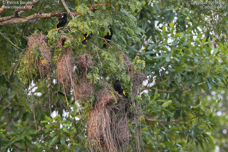 Yellow-rumped Cacique, Reproduction-nesting