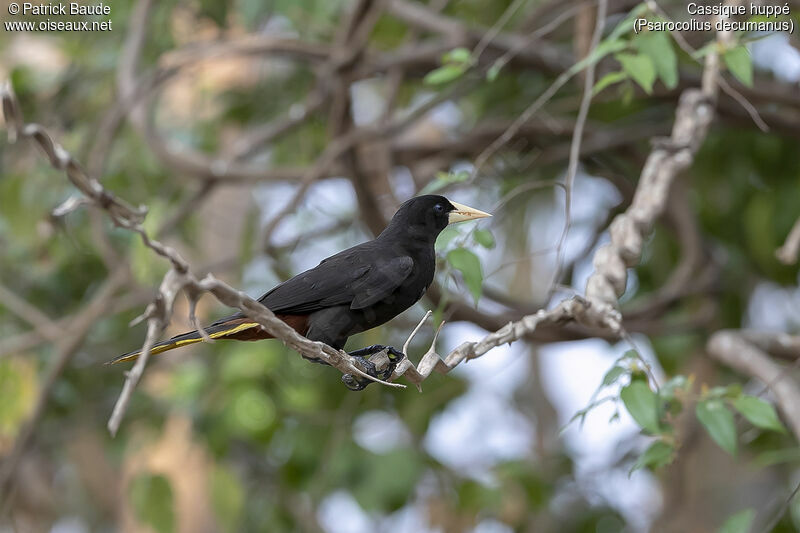 Crested Oropendolaadult