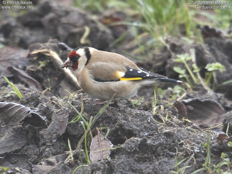 Chardonneret élégantadulte