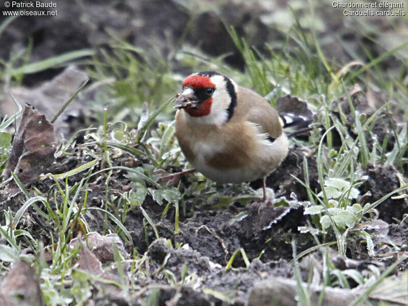 Chardonneret élégantadulte