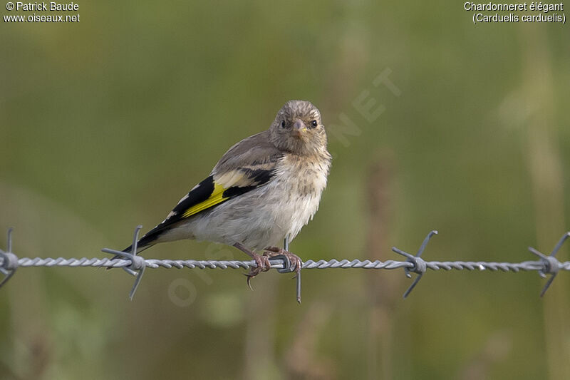 European GoldfinchFirst year, identification