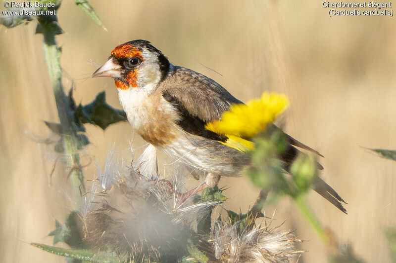 Chardonneret élégant femelle adulte