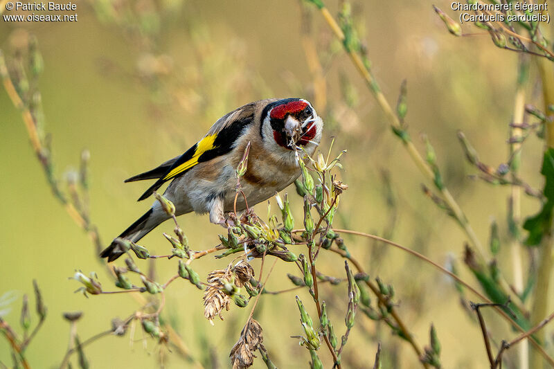 Chardonneret élégant femelle adulte