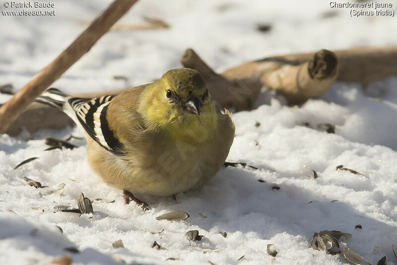 Chardonneret jaune mâle adulte internuptial, portrait