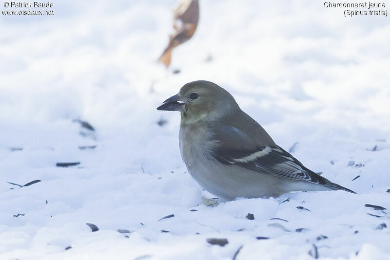 American Goldfinch female adult post breeding, close-up portrait, eats