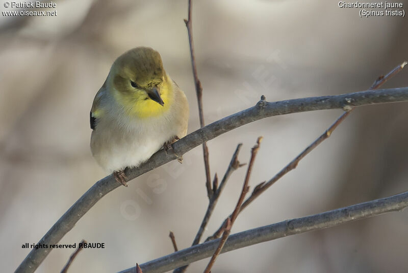 Chardonneret jaune mâle adulte, identification