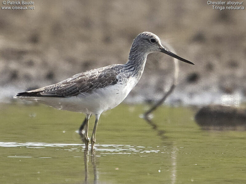 Common Greenshankadult breeding, identification