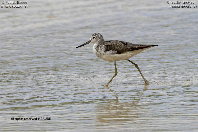 Common Greenshankadult