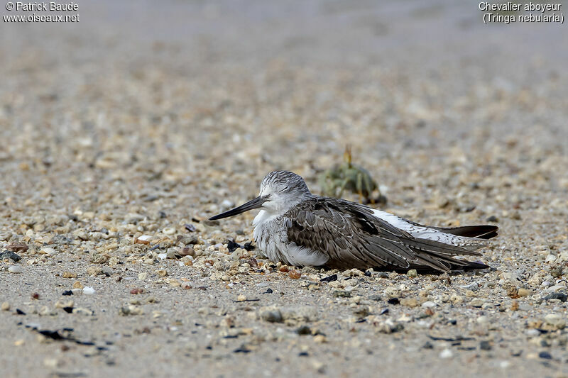 Common Greenshank