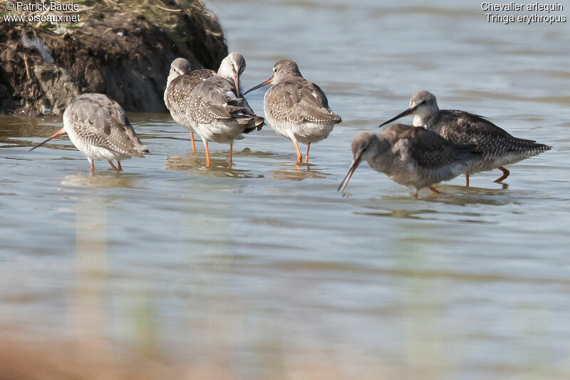 Spotted Redshankadult post breeding, identification