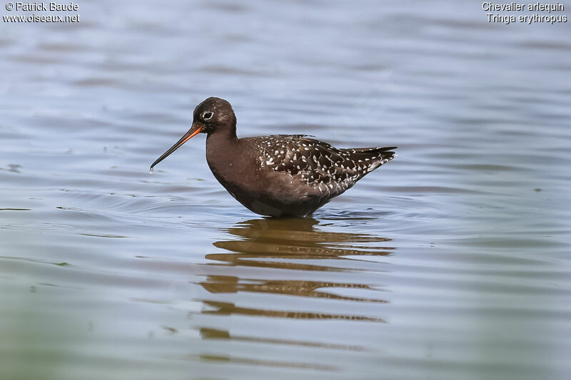 Spotted Redshankadult breeding, identification