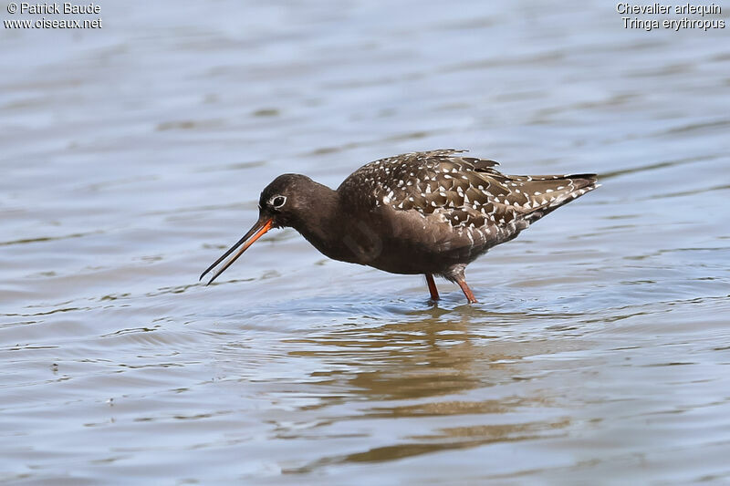 Spotted Redshankadult breeding, identification